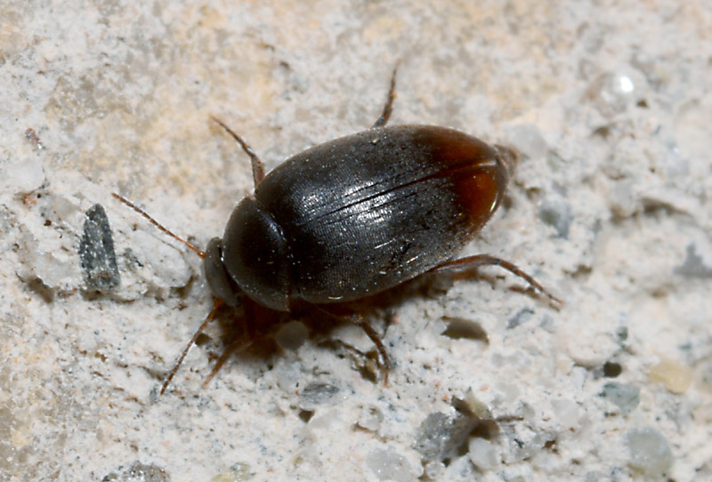 Eucinetidae: Eucinetus haemorrhoidalis da confermare